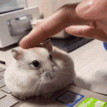 Hamster Hampter GIF