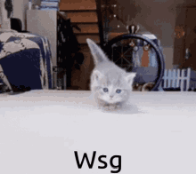 Cat Wsg GIF - Cat Wsg Kitten GIFs
