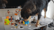 a dog sniffing a toy on a table with the words adjust auto and compart on the bottom