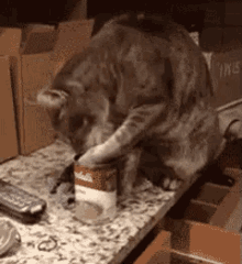 Cat Eating Soup GIF