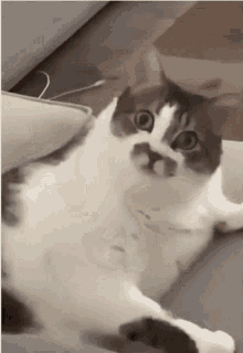 Reverse Cat Lick Reverse GIF - Reverse Cat Lick Reverse Cat GIFs