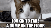 Cat Poop GIF - Cat Poop Dump GIFs
