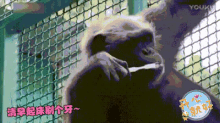 猩猩 刷牙 可爱 GIF