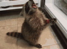 Hungry Raccoon GIF - Hungry Raccoon GIFs