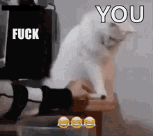 Cat Fuck GIF - Cat Fuck Angry GIFs