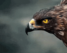 Eagle GIF - Eagle GIFs