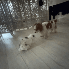 a brown and white dog standing next to a small white dog