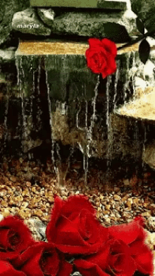 water rose
