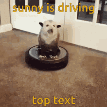 Sunny Driving GIF - Sunny Driving Possum GIFs