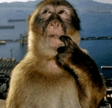 a close up of a monkey 's face with the water in the background
