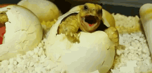 Mama!!!! GIF - Penyu Bayi Penyu Turtle GIFs