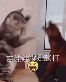 Cat Fight Dog GIF - Cat Fight Dog Cute GIFs