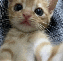 a close up of an orange and white kitten