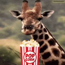 Popcorn Giraffe GIF - Popcorn Giraffe Curious GIFs