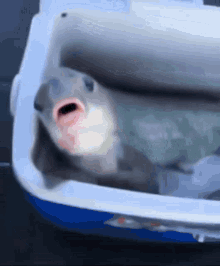 GIF