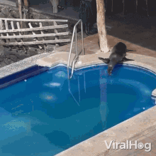Diving Viralhog GIF - Diving Viralhog Sea Lion GIFs