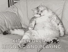 Food Coma Kitten Dreams GIF - Food Coma Kitten Dreams Dreaming GIFs