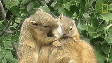 Nibbling Squirrels Seek Warmth In Winter By Snuggling GIF - Nibbling Squirrels Seek Warmth In Winter By Snuggling Nat Geo Wild GIFs