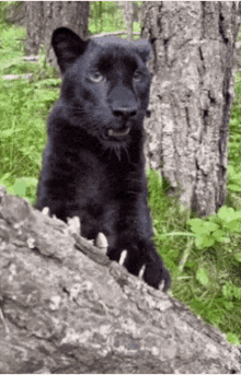 Black Leopard Claws GIF - Black Leopard Claws Cat GIFs