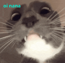 Oi Nana Cute Cat Look GIF - Oi Nana Oi Cute Cat Look GIFs