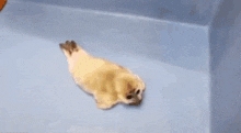 Missile Strike Baby Seal GIF - Missile Strike Baby Seal Baby Seal Is Cute GIFs