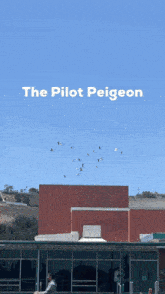Feral Pigeon South High School GIF