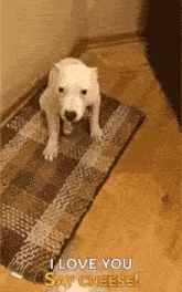 Smile Dogs GIF