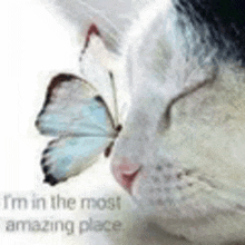 a cat with a butterfly on its nose and a quote that says `` i 'm in the most amazing place '' .