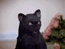 Teenagewitch Cat GIF - Teenagewitch Cat Salem GIFs