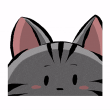 cute cat kitty gray see