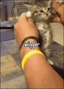 Wigglerrr GIF - Wigglerrr GIFs