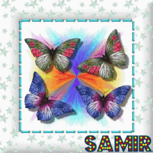 Buongiorno Butterfly GIF - Buongiorno Butterfly Butterflies GIFs