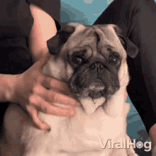 Massaging Dog Viralhog GIF