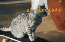 Bonne Nuit Ahi Viene Piolin GIF - Bonne Nuit Ahi Viene Piolin Cat GIFs