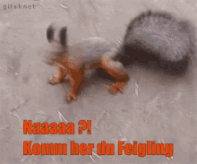 Naa Squirrel GIF - Naa Squirrel What GIFs
