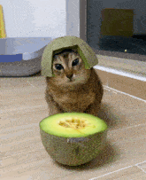 Vro Vro Cat GIF - Vro Vro Cat Cat GIFs