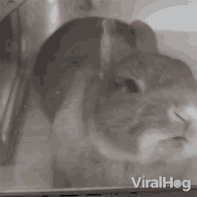 Let Me Out Viralhog GIF - Let Me Out Viralhog Get Me Out Of Here GIFs