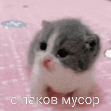 a gray and white kitten is sitting on a pink blanket with russian writing .