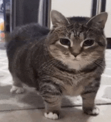 a gray and white cat is walking on a rug on the floor .