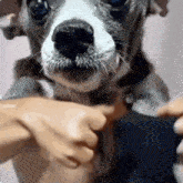 a close up of a dog being held by a person 's hand .