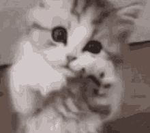 a close up of a cat 's face with a mouse in the background .