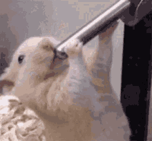 Thirsty Hamster GIF - Thirsty Hamster GIFs