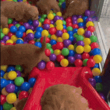 a bunch of puppies are playing in a pool of colorful balls