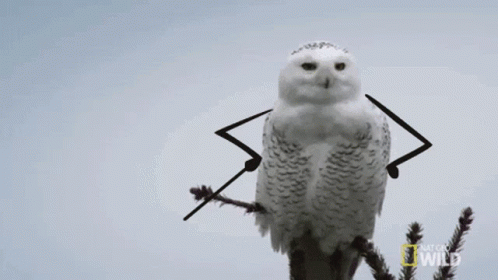 Snowy Owl White Owl GIF - Snowy Owl White Owl Owl - Discover ...