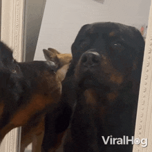 Looking At My Reflection Rottweiler GIF - Looking At My Reflection Rottweiler Viralhog GIFs