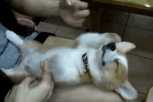 Floppy Mcgee GIF - Dogs Puppies Corgis GIFs