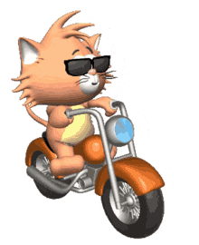 %D0%B2%D0%BE%D1%83 driving motorcycle cat