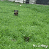 Falls Into A Hole Viralhog GIF - Falls Into A Hole Viralhog Drops Out Of Sight GIFs