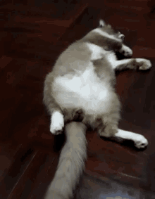 Cats Kittens GIF - Cats Kittens Tail GIFs