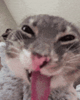 a close up of a cat licking its face with its tongue hanging out .